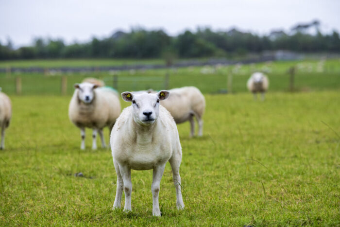 October grass: A delicate balancing act
