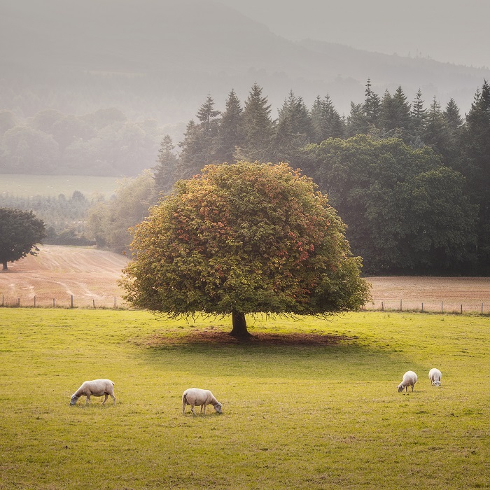 An image transmitting the peace and quiet often found in the countryside