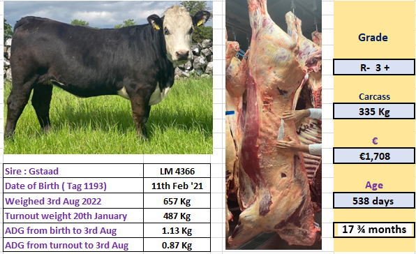 Newford heifer