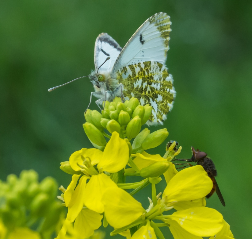 orange tip butterfly and friend on charlock - Christopher Bourke