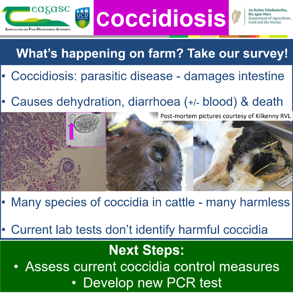 Coccidiosis