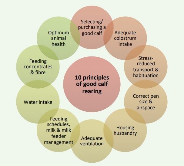 Optimum animal health Feeding concentrates & fibre Water intake Feeding schedules, milk & milk feeder management Selecting/ purchasing a good calf 10 principles of good calf rearing Adequate ventilation Adequate colostrum intake Stress- reduced transport & habituation Correct pen size & airspace Housing husbandry