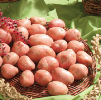 10 Steps to grow and organic market garden business Image