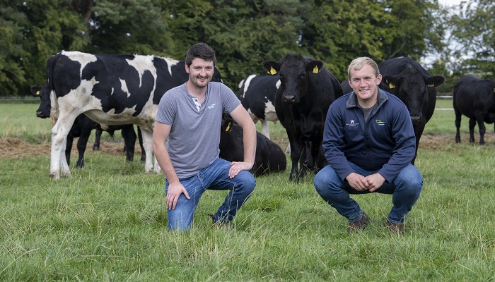 Exploring the opportunities in dairy beef
