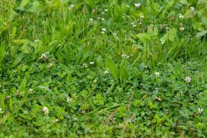 A photo of a mixed grass sward containing ryegrass and white clover