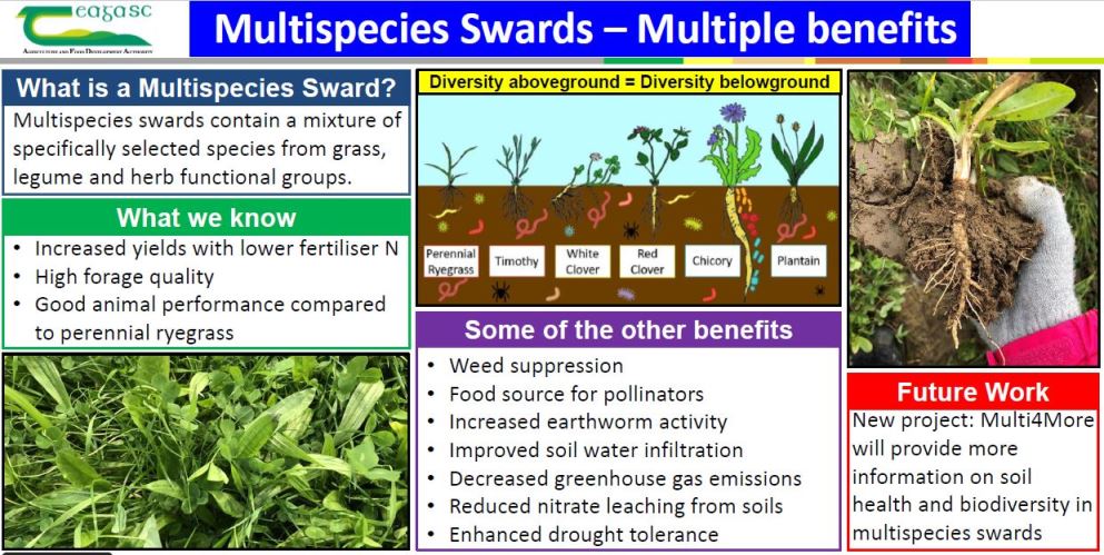 Multispecies Swards contain a mixture of specifically selected species from grass, legume and herb functional groups. Benefits include weed suppression, food for pollinators, increased earthworm activities, enhanced drought tolerance, reduced nitrate leaching