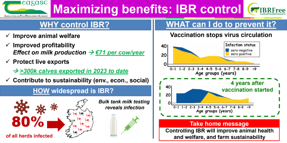 IBR AHI