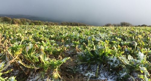 Landscape showing fodder beet in the winter frost