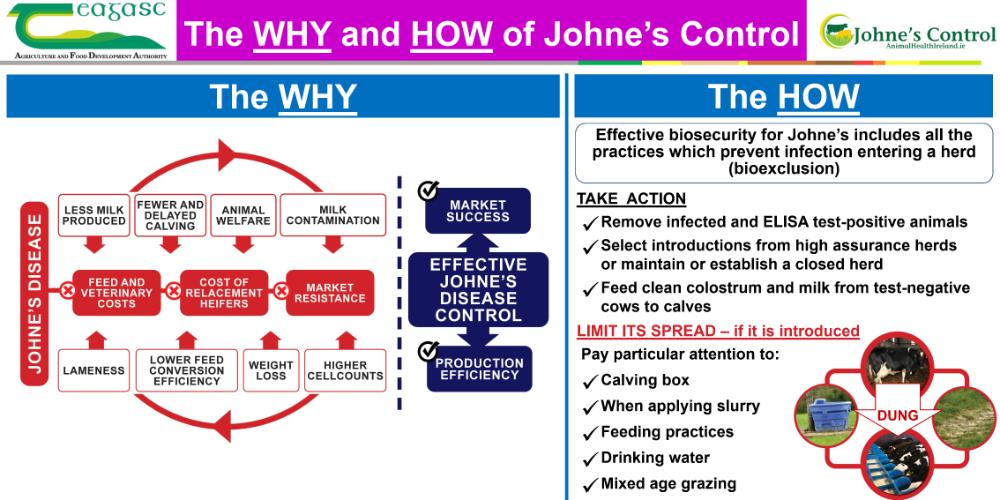 Johnes Disease AHI