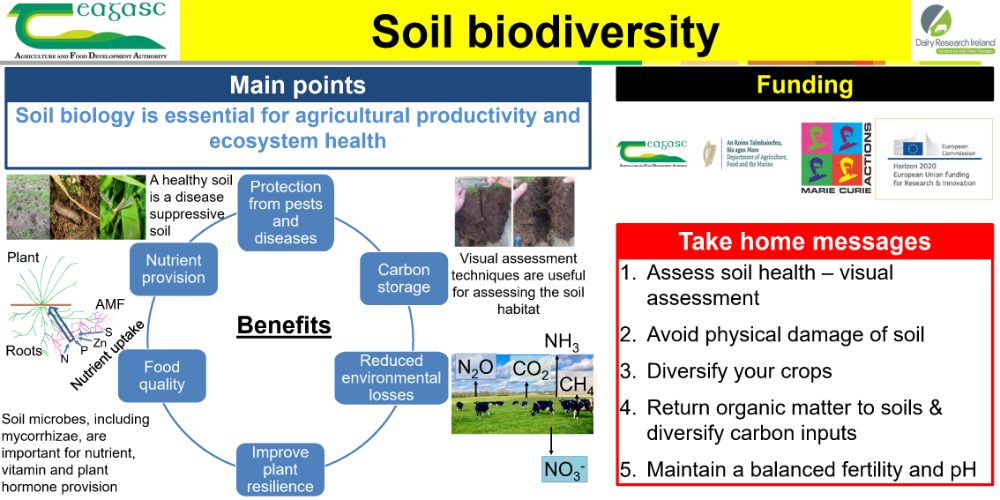 Soil biodiversity