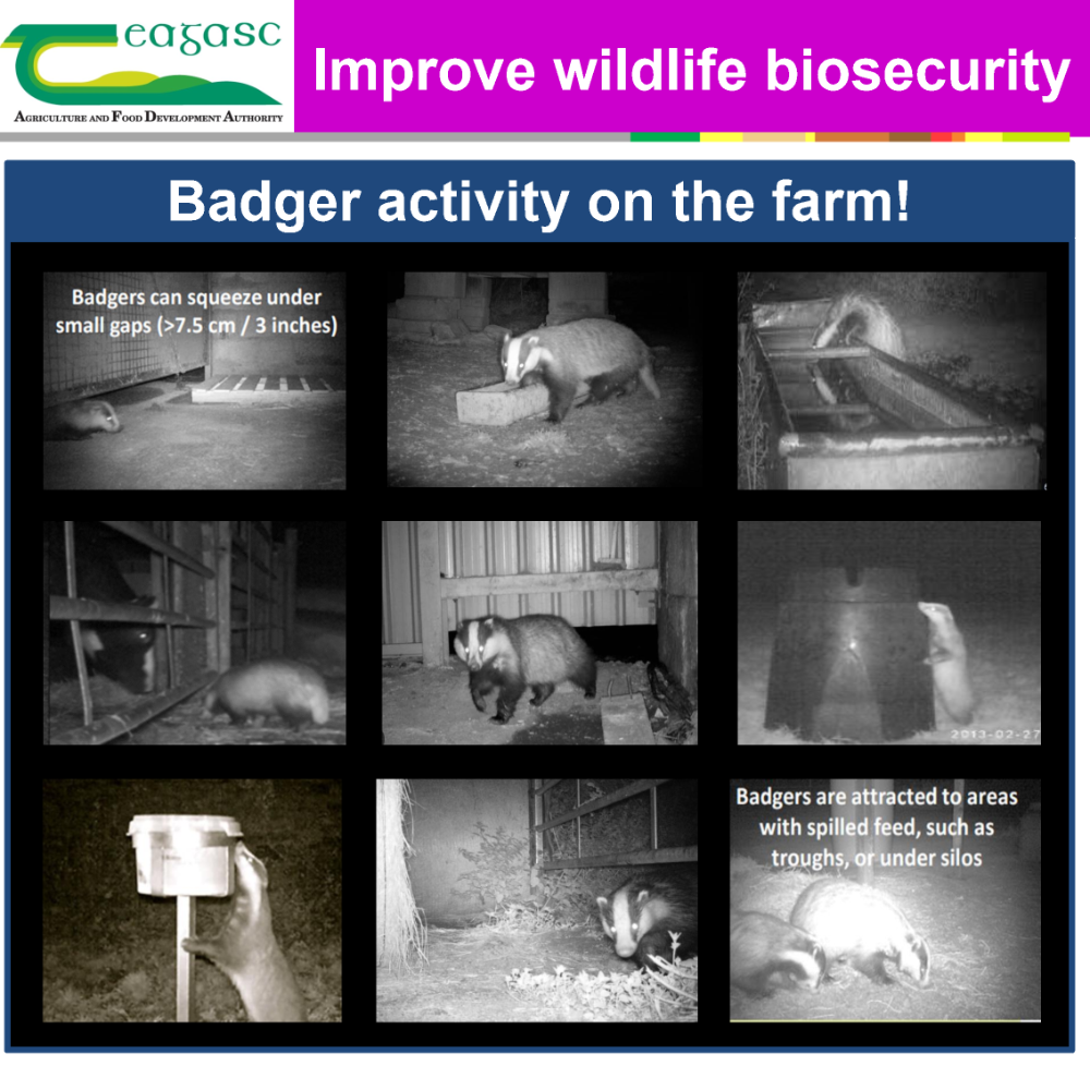 TB Testing on the farm 2