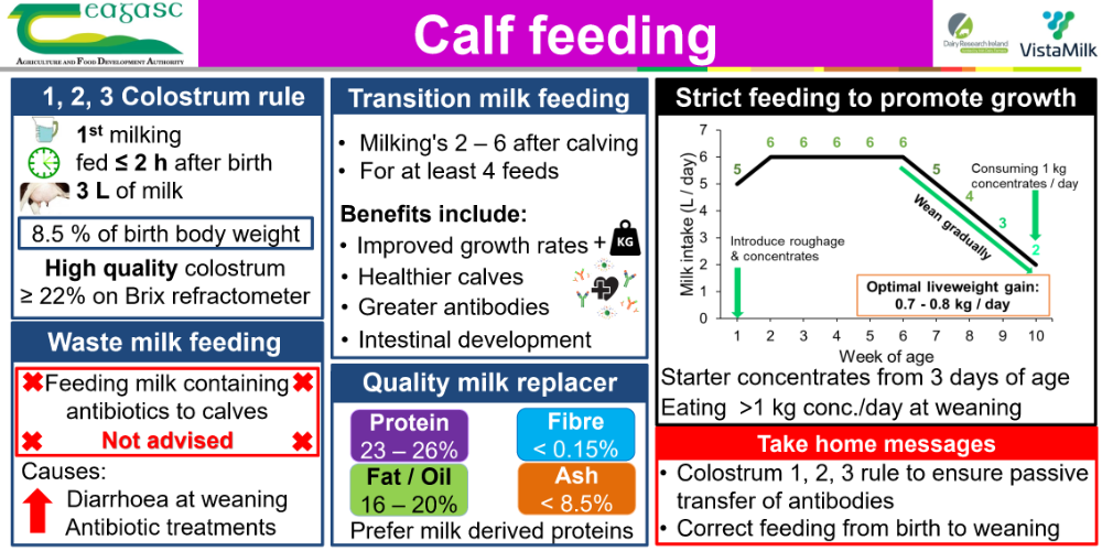 Calf Feeding