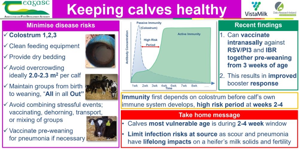 Keeping Calves Healthy