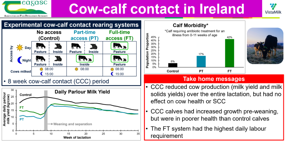 Cow calf contact