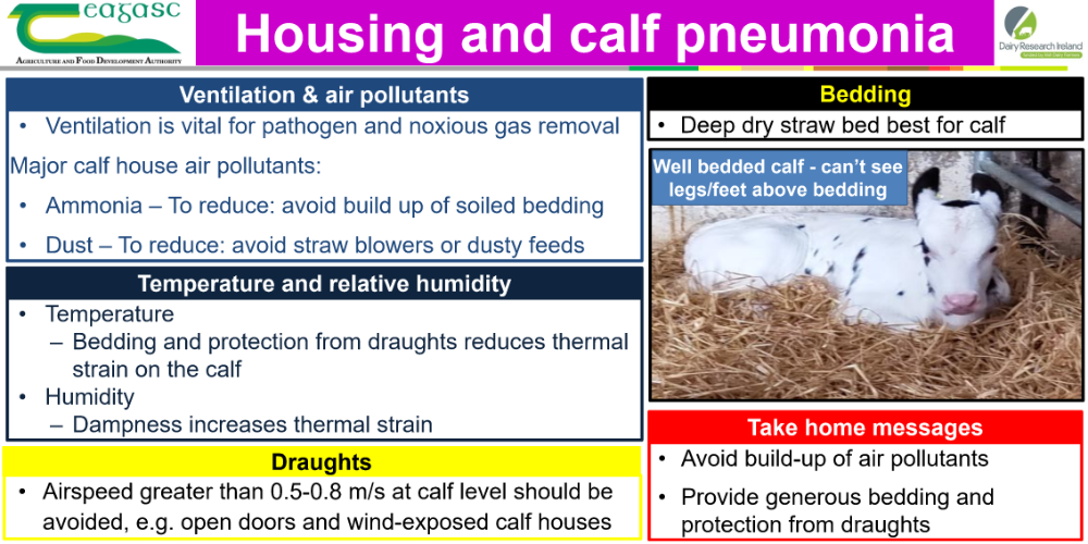 Calf housing and BRD