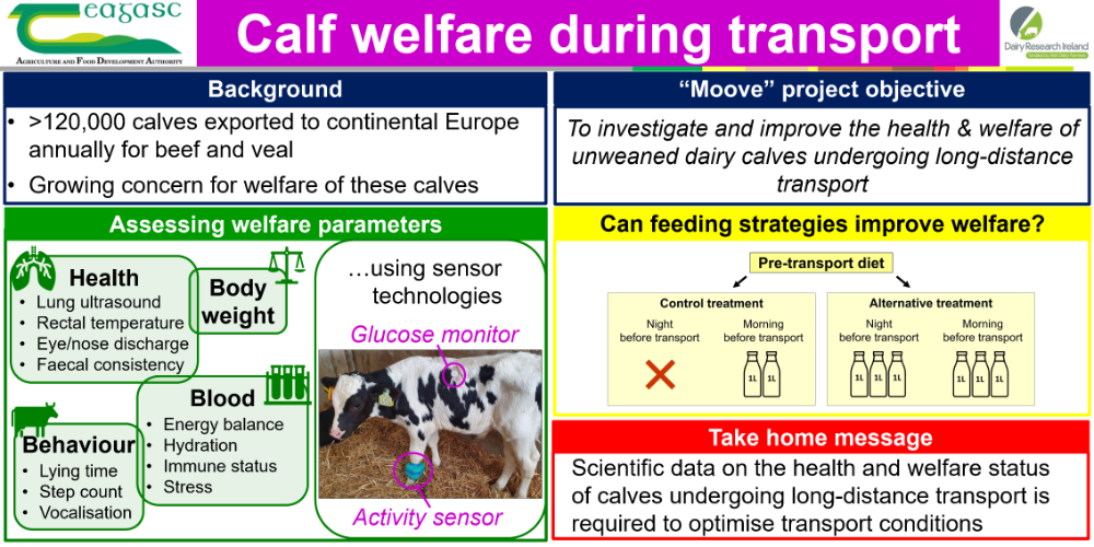 Calf Transport