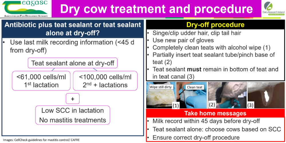 Dry cow treatment and procedure