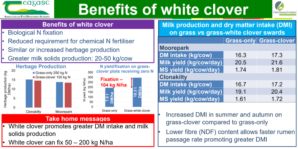 Benefits of white clover