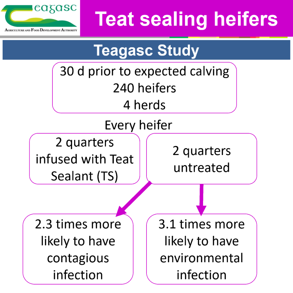 Teat sealant in heifers