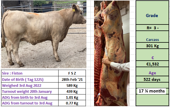 Newford heifer