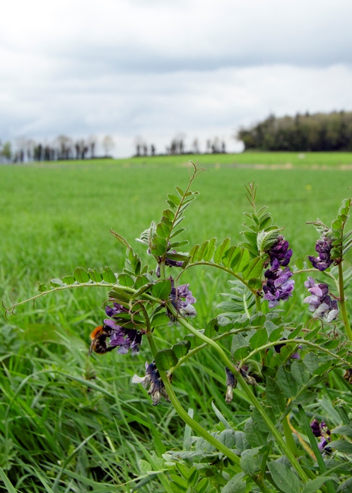Bees, Trees and Barley - Lisa Walsh-Kemmis