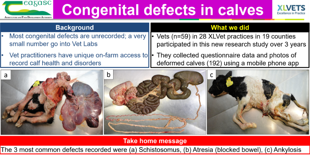 Congenital defects in calves
