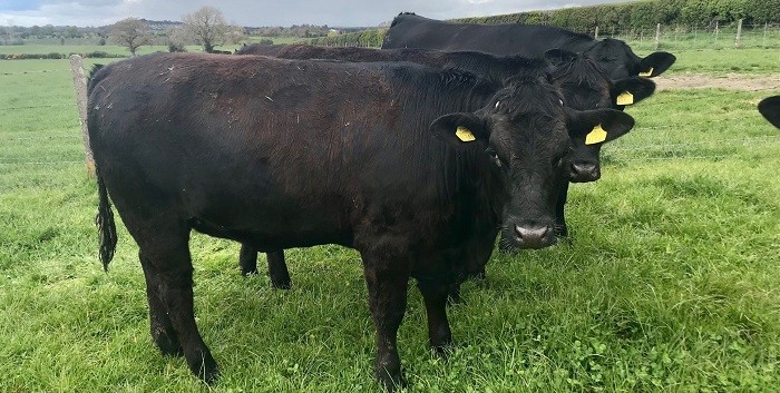 ‘Our ultimate aim is to try and breed the best beef animals that we can’