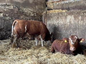 John Pringle bulls 2023 2