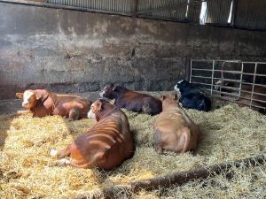 John pringle bulls 2023 1