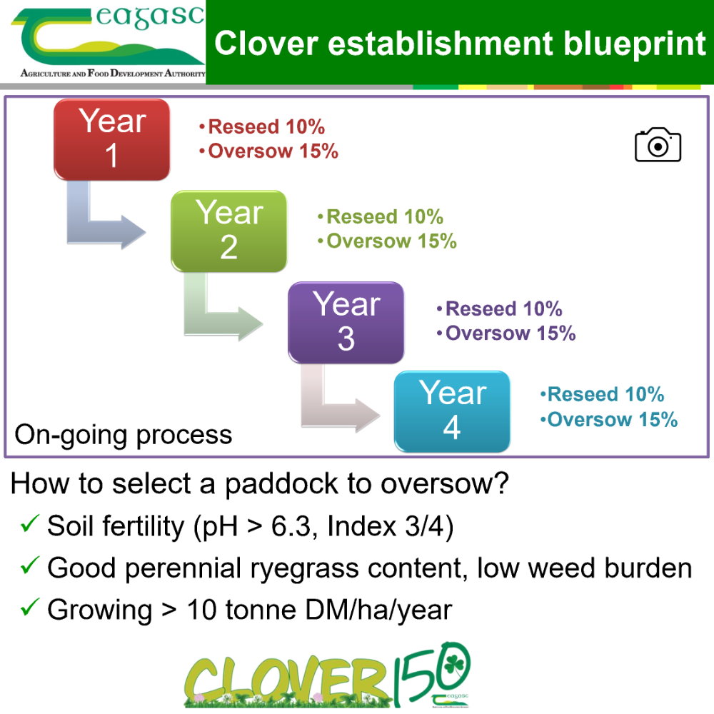 Clover establishment blue print