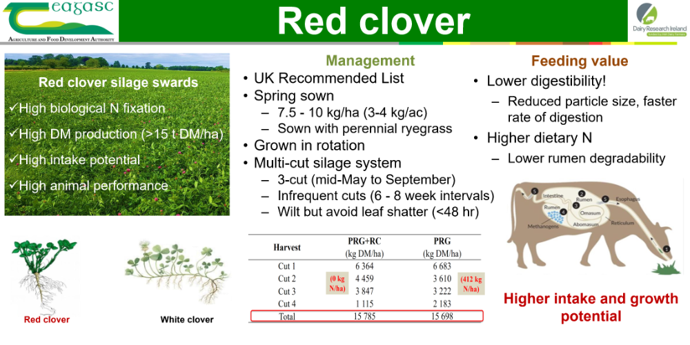 Red clover silage agronomy