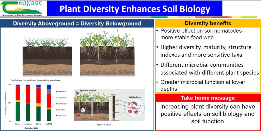Diversity above ground equals diversity below ground. Increasing plant diversity can have positive effects on soil biology and soil function
