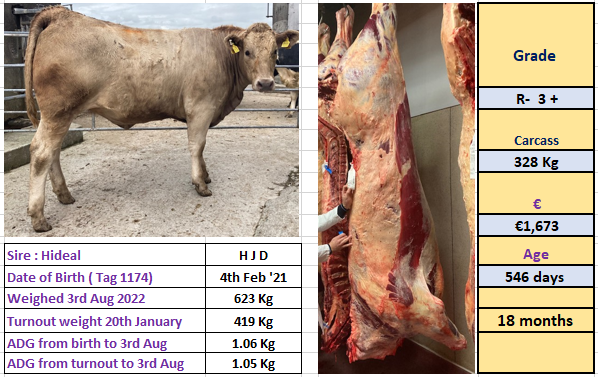 Newford heifer