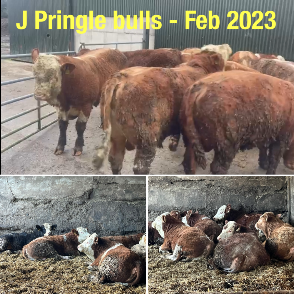 Photos of bulls