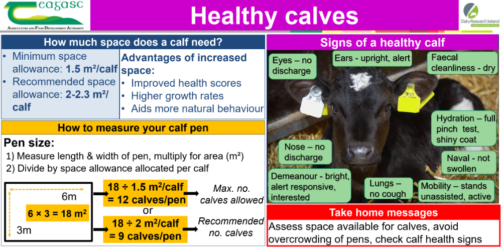 Healthy Calves