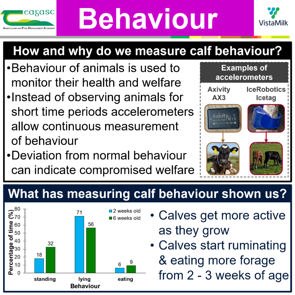 Calf behaviour
