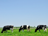 3cows