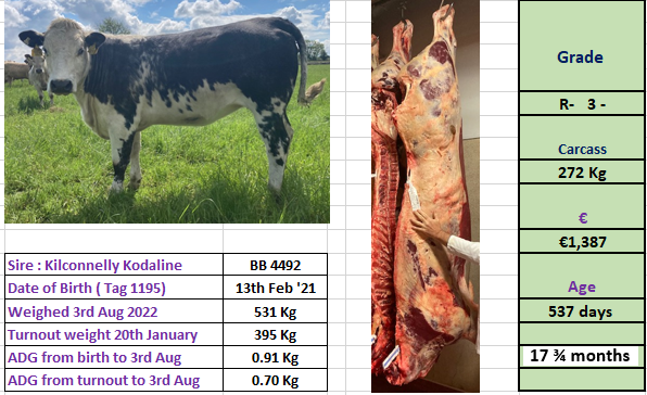 Newford heifer