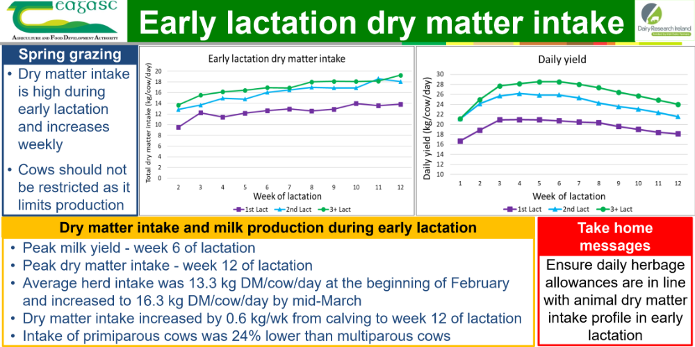 Early lactation dry matter intake