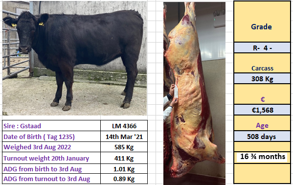 Newford heifer