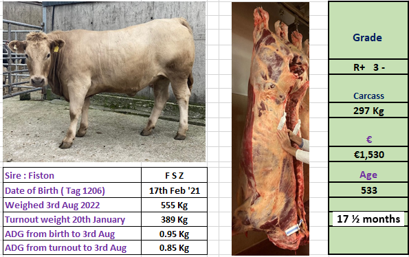 Newford heifer