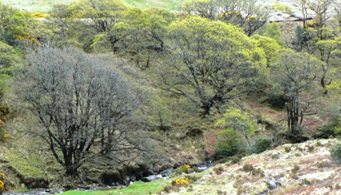 A Historical View of Woodlands in Ireland