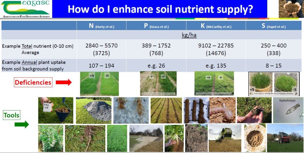 Pictures of nutrient deficiencies