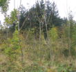Hedgerows