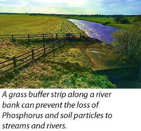 A grass buffer strip