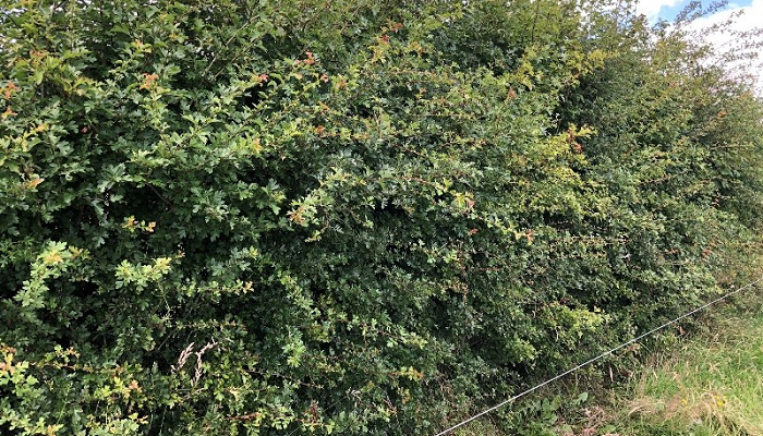 Carbon stocks and sequestration in hedgerows