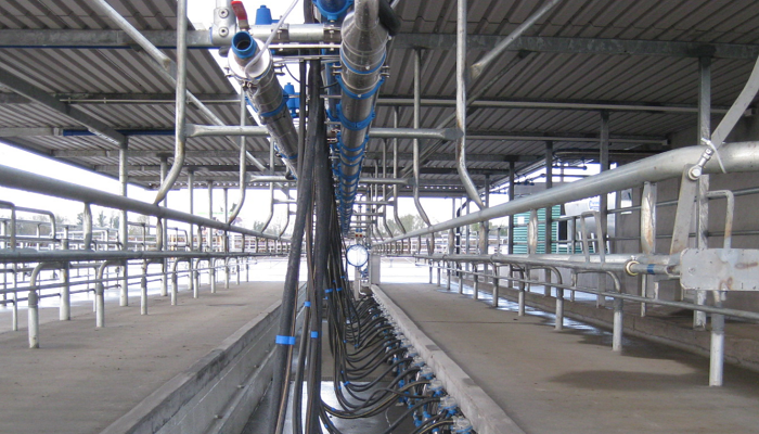 A picture taken looking into the pit of a milking parlour