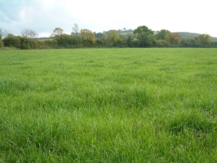 A paddock grazed in early October with a cover of 850kg DM per hectare