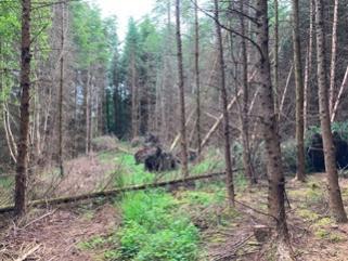A pocket of windblow in a conifer plantation