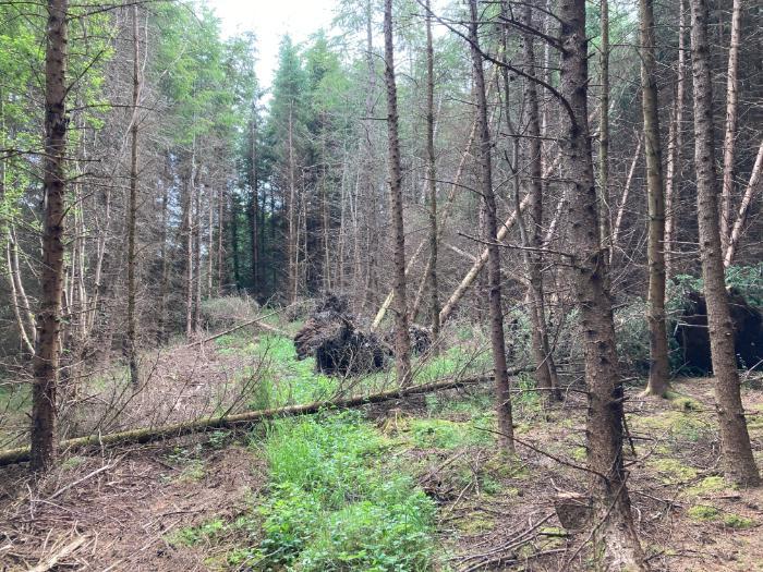 A pocket of windblow in a conifer plantation